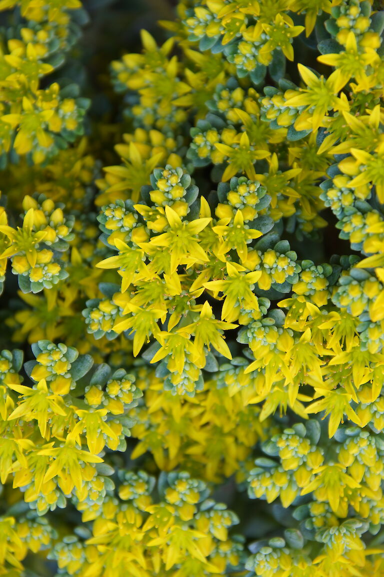 Sedum gelb