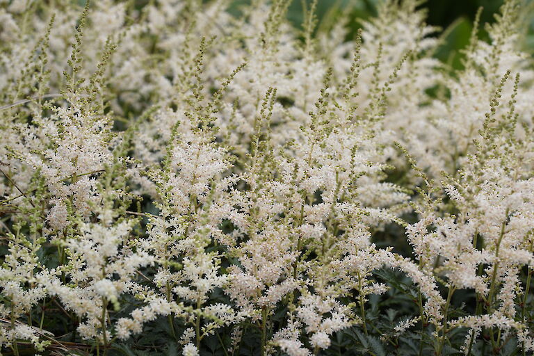 Astilbe simplicifolia Snowsprite