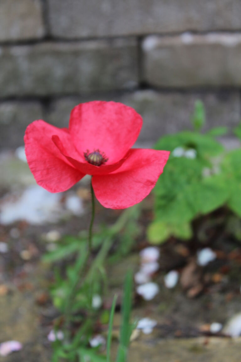 Papaver Mohn