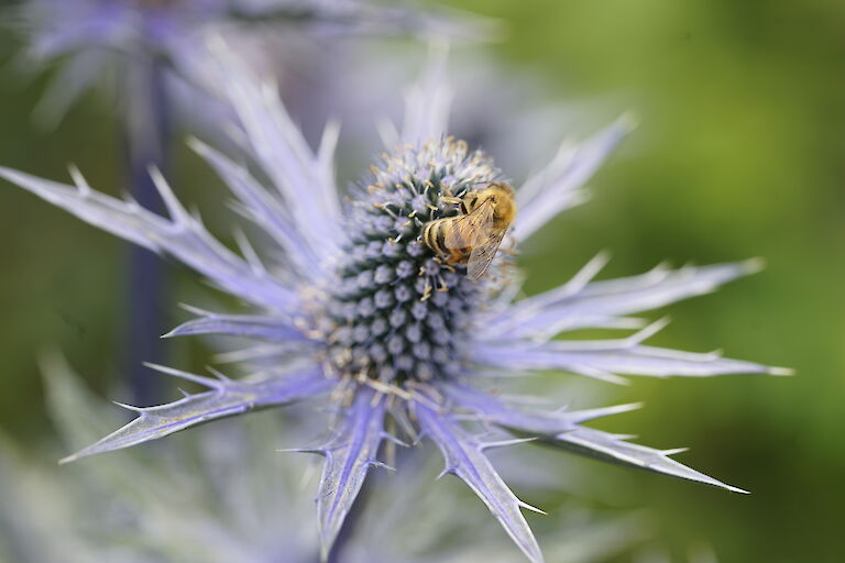 Eryngium x zabelii Big Blue Insekt