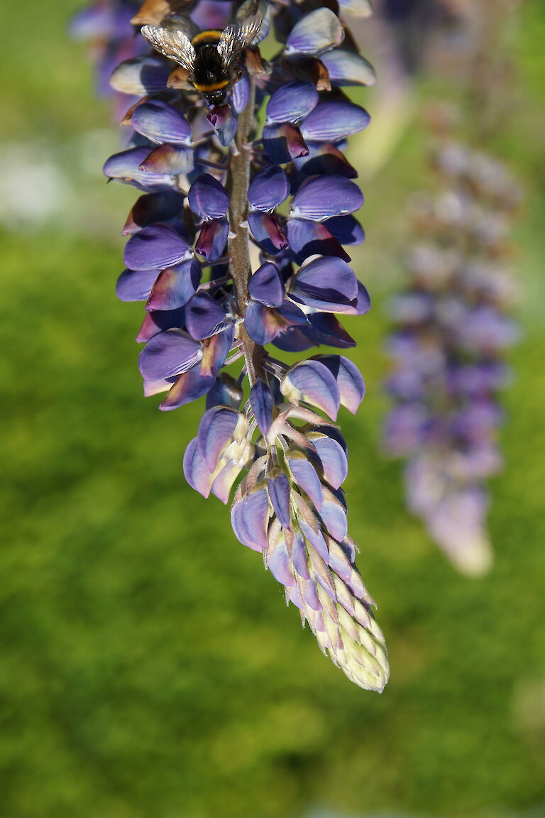 Lupinus polyphyllus