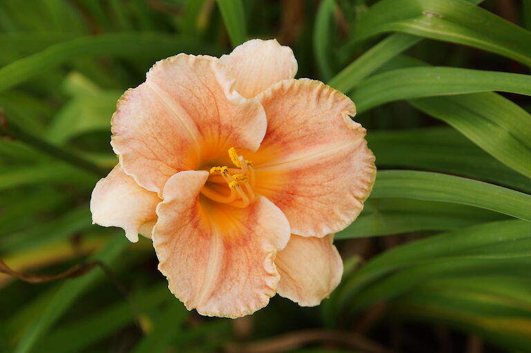 Hemerocallis 'Janet Gordon'