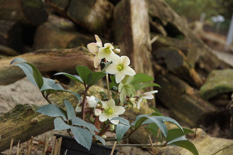 Helleborus 'Emma'