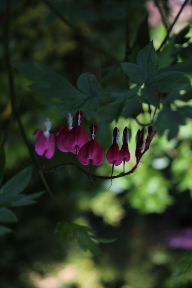 Dicentra spectabilis