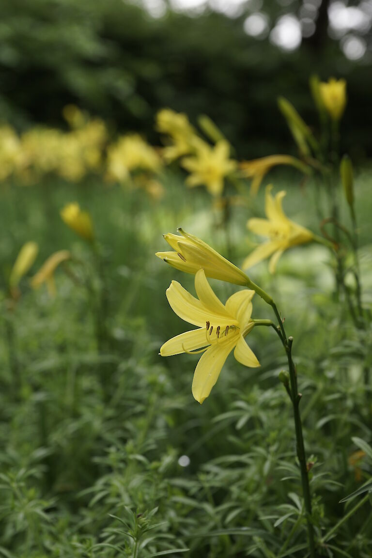 Hemerocallis gelb