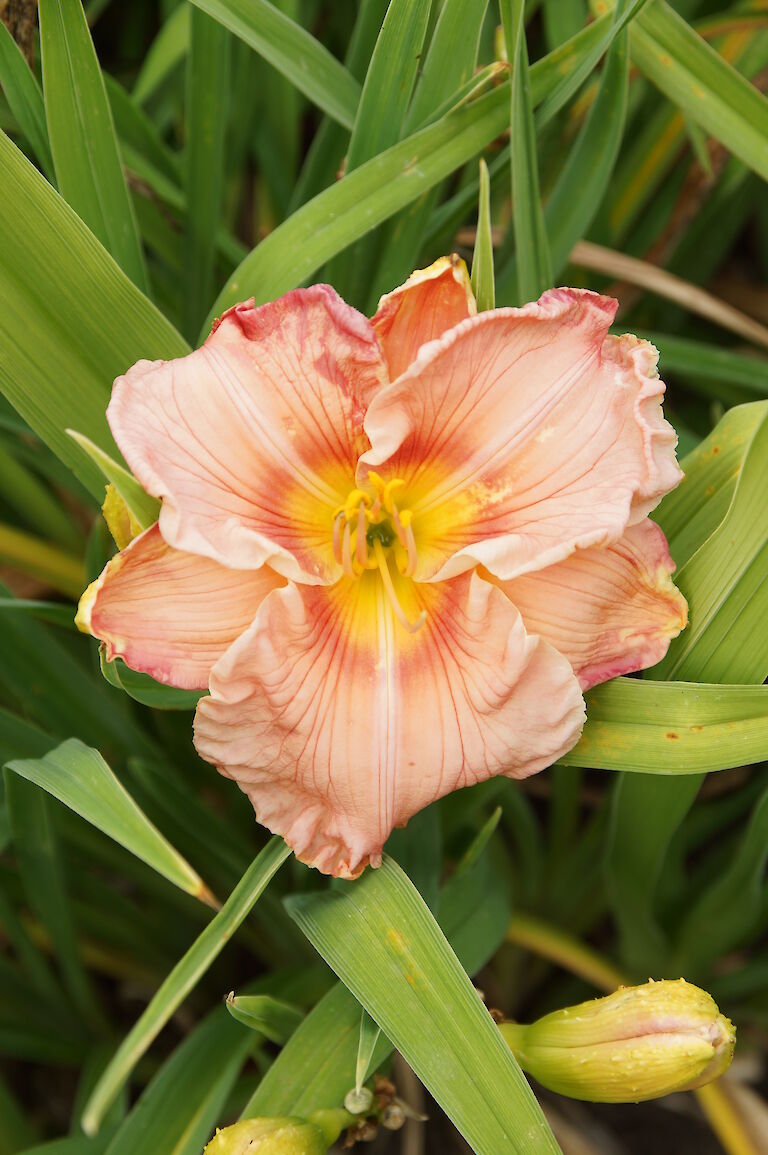 Hemerocallis 'Sil Bill Zumbar'