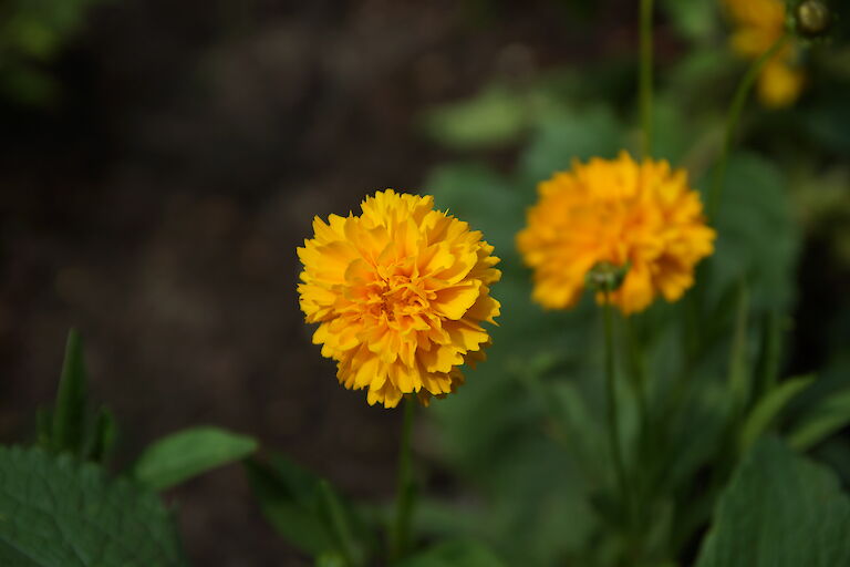 Coreopsis