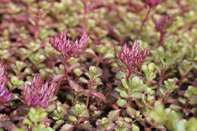 Sedum