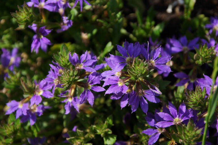 Scaevola saligna 'Surdiva Blue'