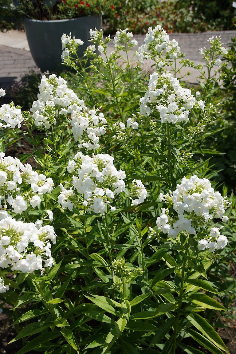 Phlox paniculata 'David'