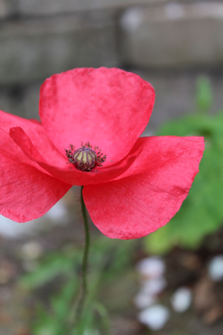 Papaver Mohn