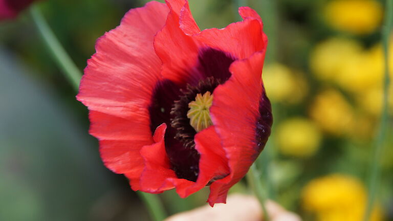 Papaver