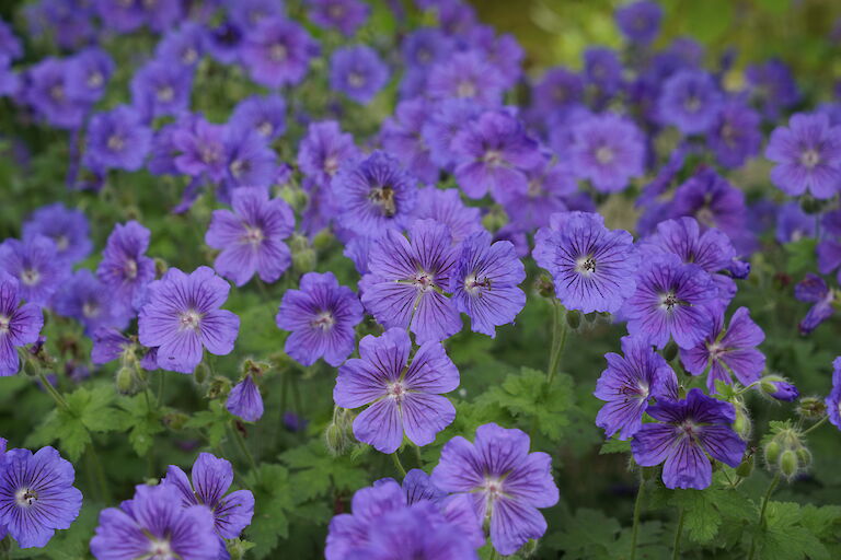 Geranium x magnificum Rosemoor