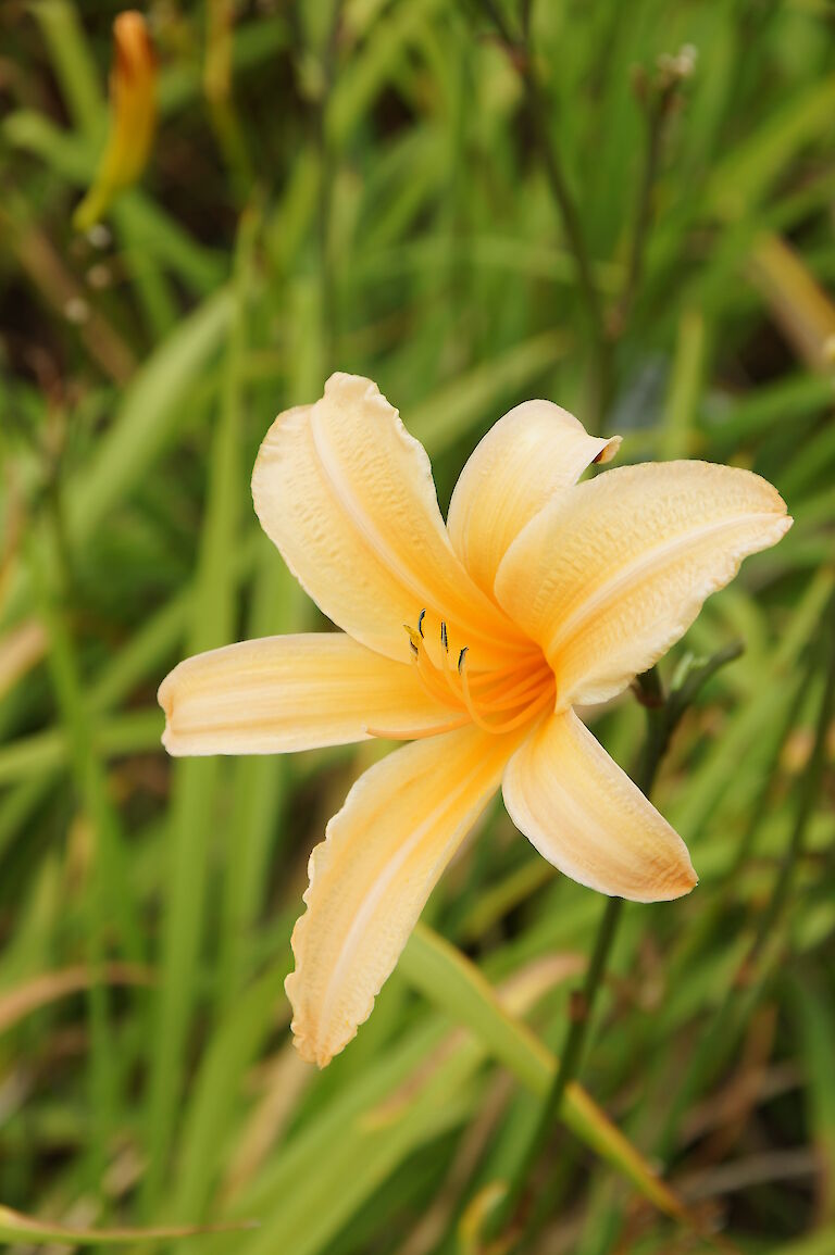 Hemerocallis 'George Cunningham'