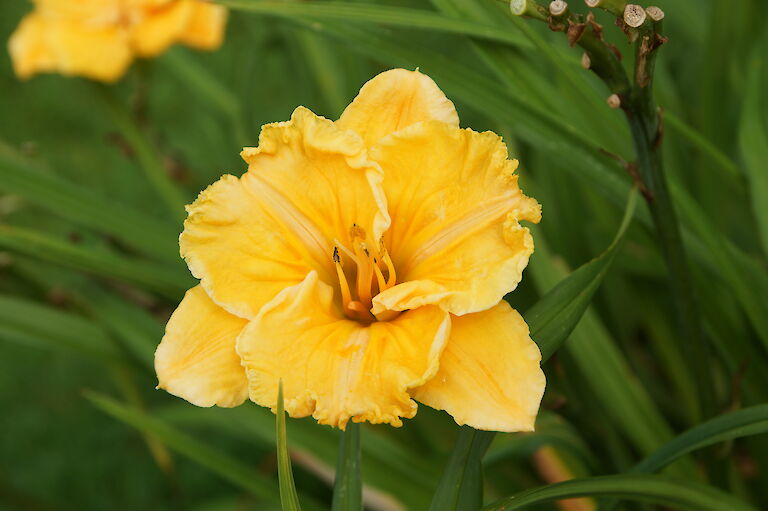 Hemerocallis 'Carved Pumkin Pie'