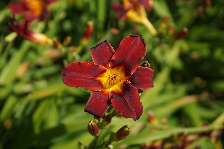 Hemerocallis