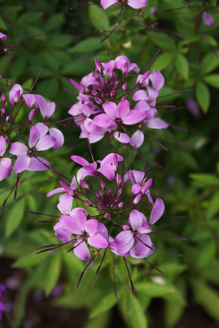 Cleome