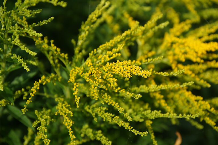 Solidago