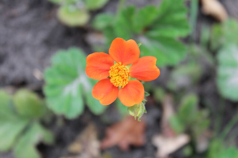 Geum coccineum 'Borisii'