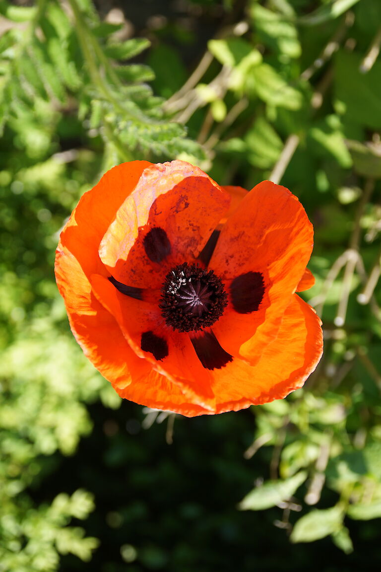 Papaver