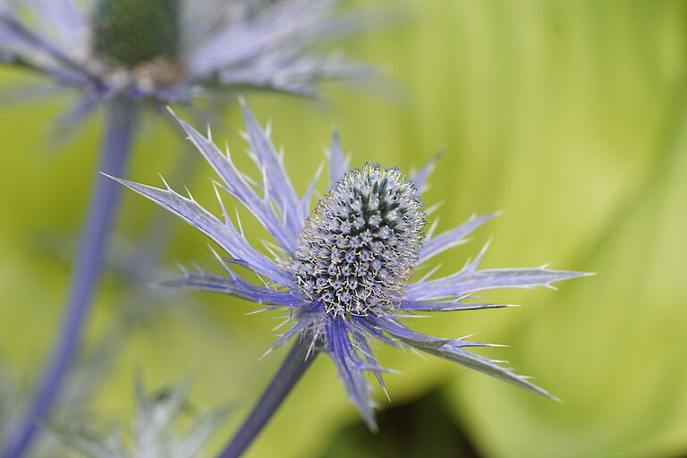 Eryngium x zabelii Big Blue