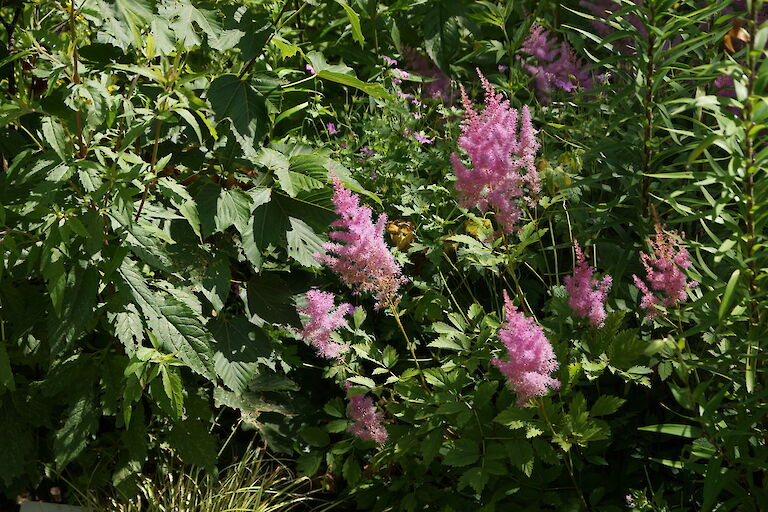 Astilbe arendsii 'Cattleya'