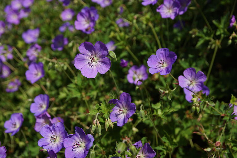 Geranium 'Rozanne'