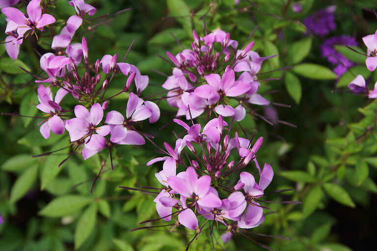 Cleome