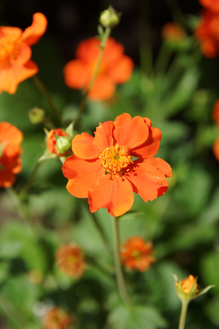 Geum orange