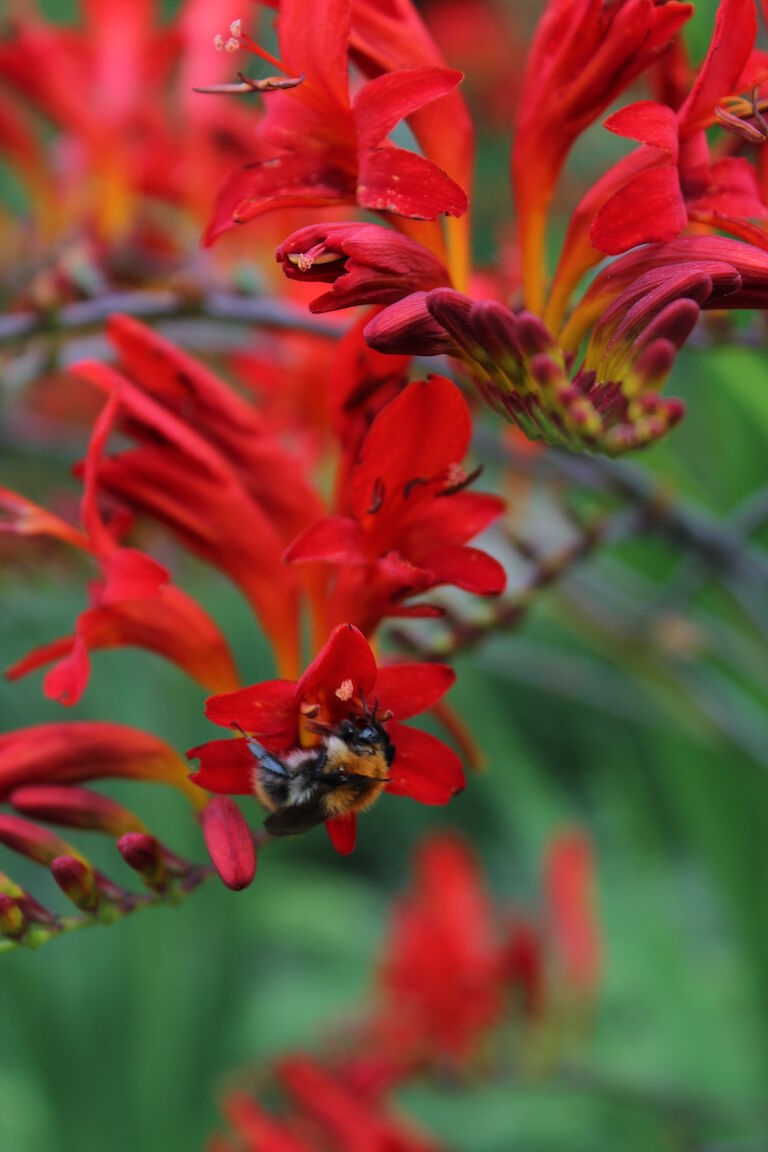 Crocosmia