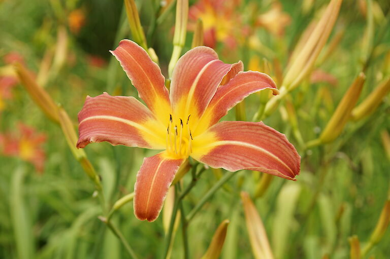 Hemerocallis 'Challenger'