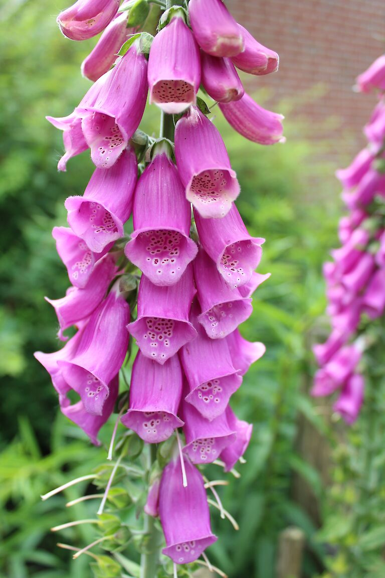 Digitalis purpurea