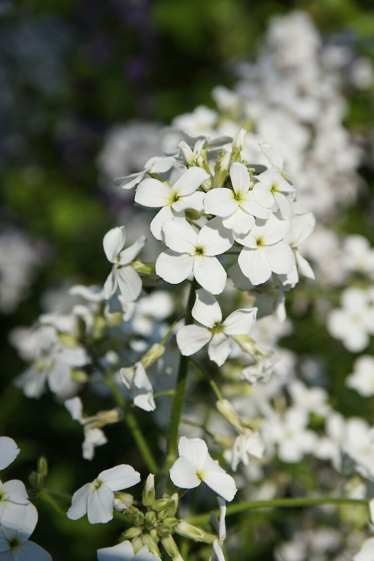 Hesperis matronalis 'Alba'