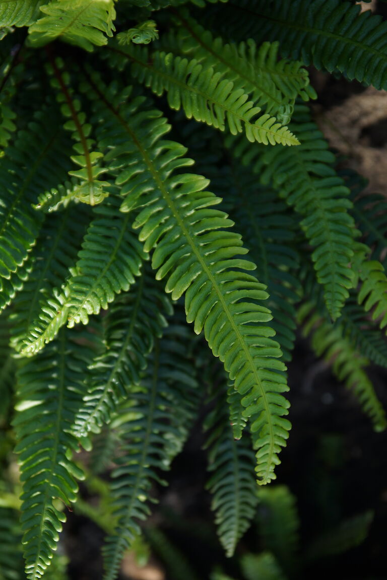 Blechnum spicant