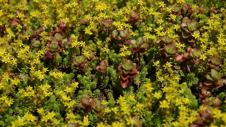 Sedum spurium 'Coccineum'