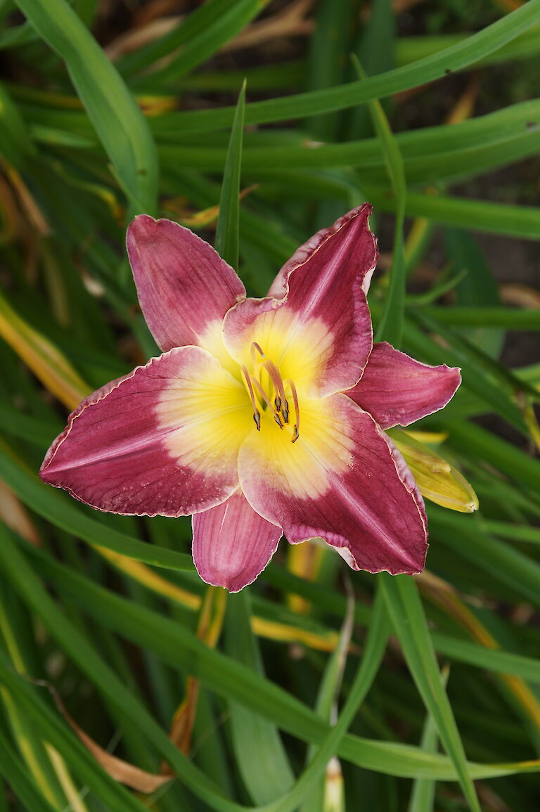 Hemerocallis 'Malaysien Monarch'