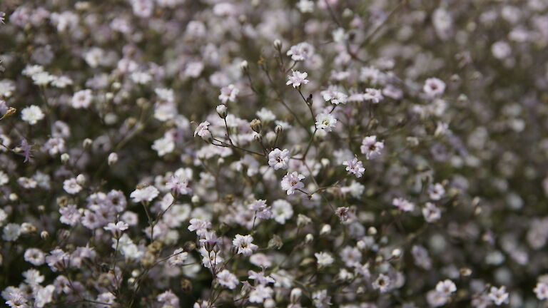 Gypsophila repens 'Rosenschleier'