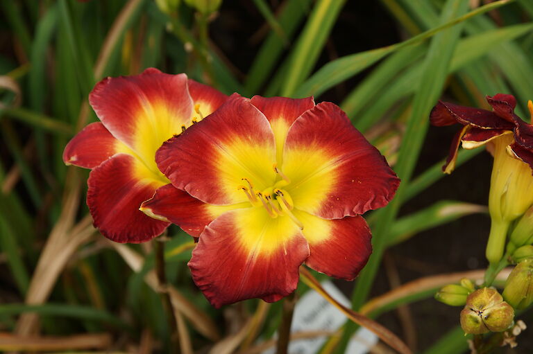 Hemerocallis 'Chinese Chariot'