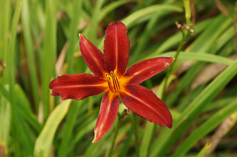 Hemerocallis 'Crimson Pirate'