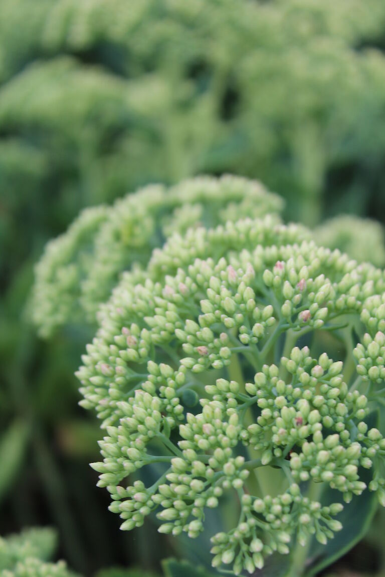 Sedum telephium 'Herbstfreude'