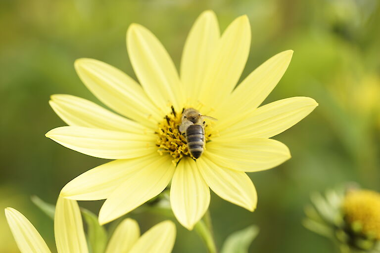 Helianthus microcephalus Lemon Queen Insekt