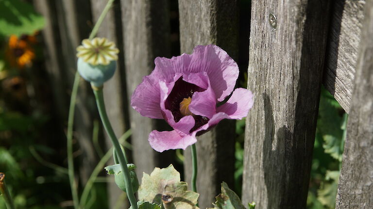 Papaver