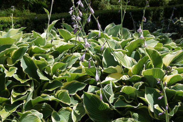 Hosta