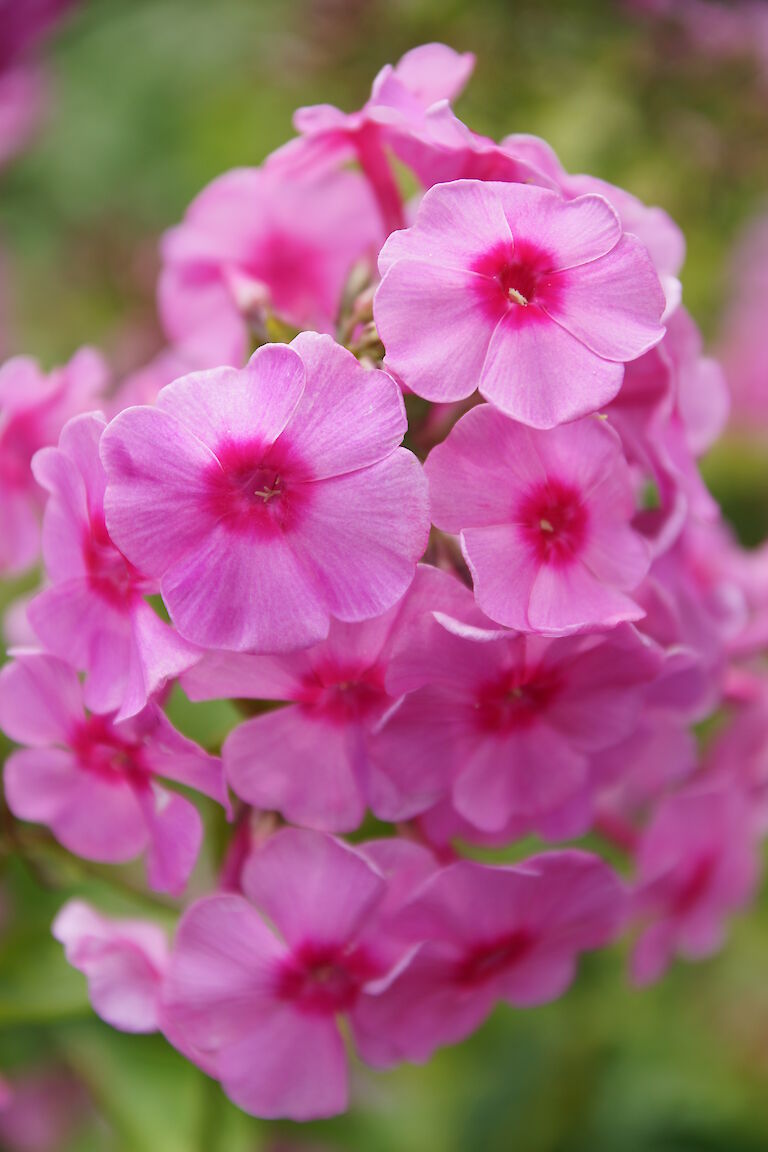 Phlox paniculata 'Dorffreude'