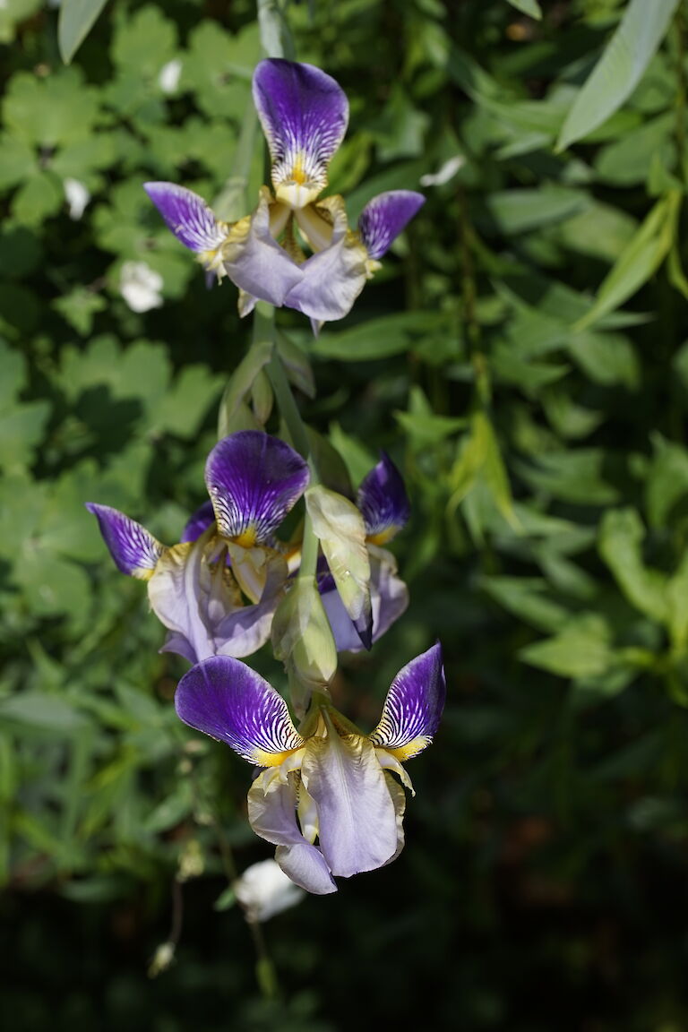 Iris versicolor