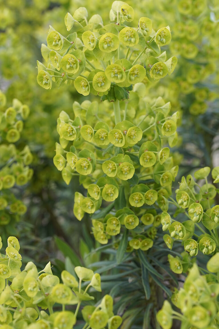 Euphorbia characias ssp. characias Humpty Dumpty