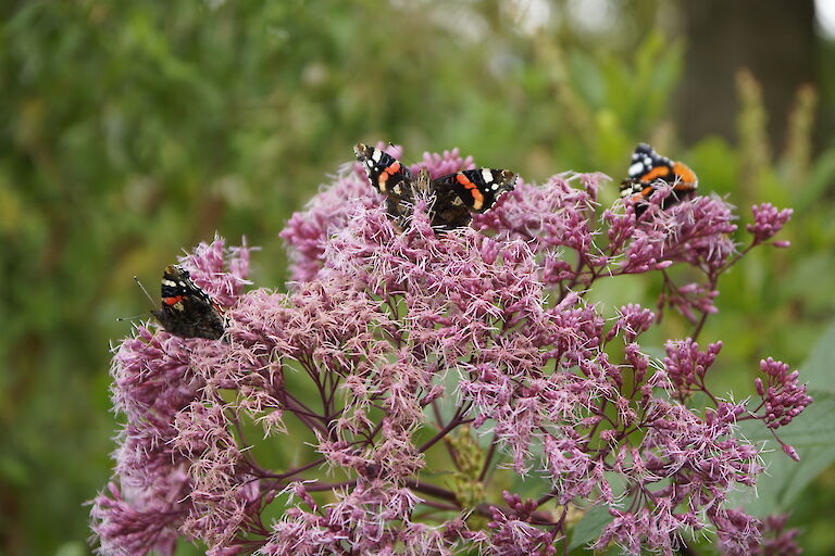 Eupatorium fistulosum Insekt