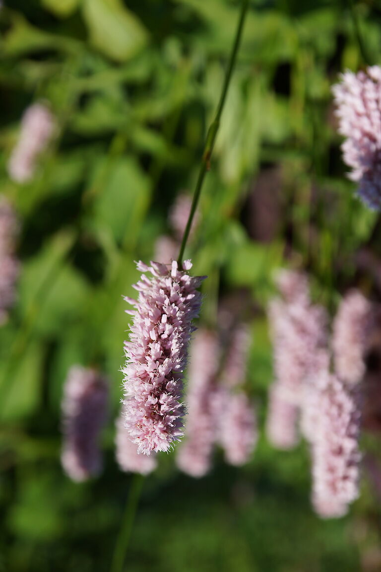 Bistorta officinalis 'Superba'