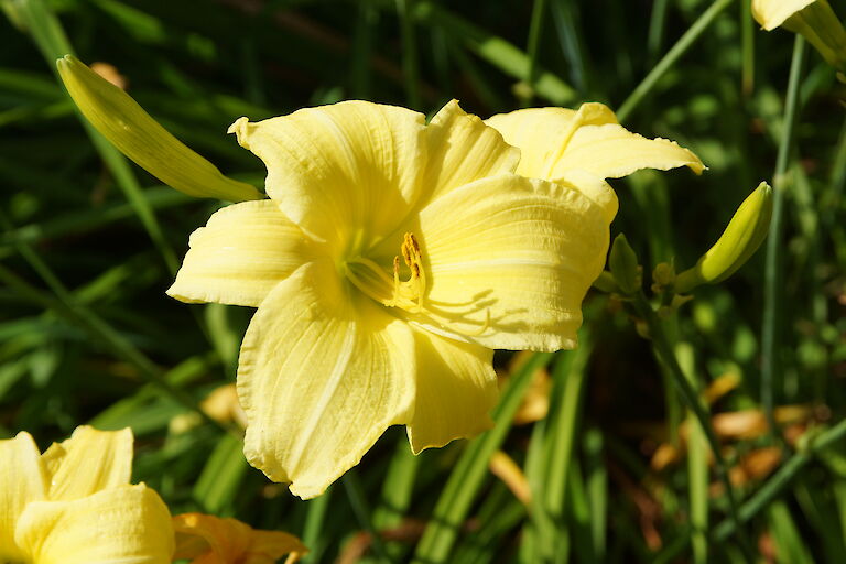 Hemerocallis