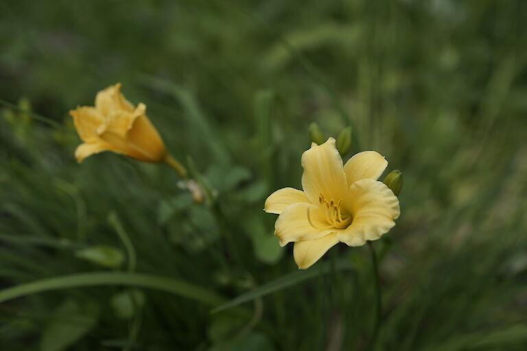 Hemerocallis 'Stella De Oro'